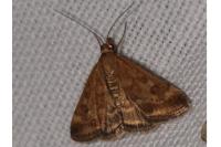Pyrausta despicata