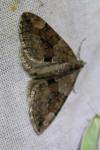Thera britannica/variata