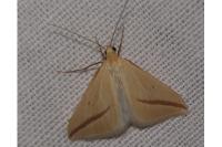 Rhodometra sacraria