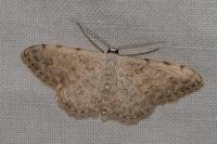 Scopula marginepunctata