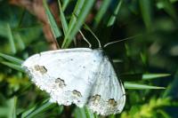Scopula ornata