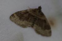 Xanthorhoe spadicearia/ferrugata