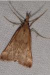 Synaphe punctalis