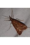 Synaphe punctalis