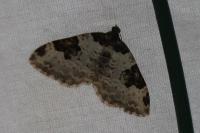 Xanthorhoe fluctuata