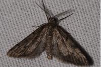 Tephronia sepiaria