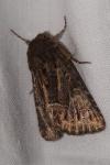 Thalpophila matura