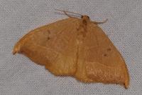 Watsonalla binaria