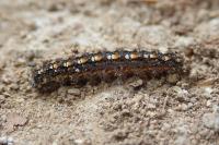 Manulea complana