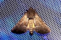 Thalpophila matura
