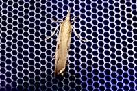 Agriphila geniculea