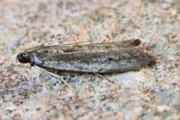 Phycitodes