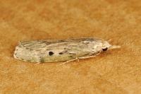Aphomia sociella