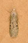 Aphomia sociella