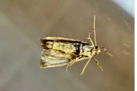 Ephestia woodiella