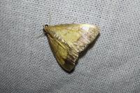 Evergestis limbata