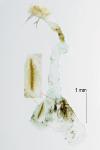 Evergestis limbata
