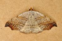 Laspeyria flexula