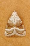 Meganola albula