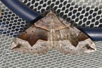 Scotopteryx angularia/moeniata