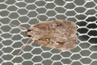 Scoparia basistrigalis