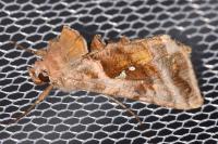 Autographa jota