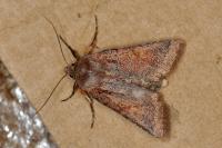 Anchoscelis haematidea