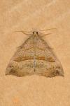 Hypena proboscidalis