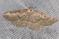 Gnophos furvata