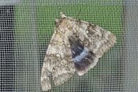 Catocala fraxini