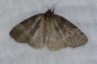 Ochropacha duplaris