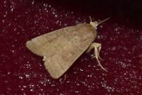 Hoplodrina ambigua/blanda