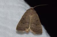 Hoplodrina ambigua/blanda