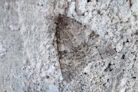 Catocala nupta