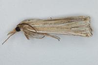 Ancylolomia tentaculella