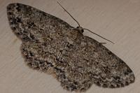 Hypomecis roboraria