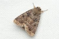 Spodoptera cilium