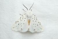 Spilosoma lubricipeda
