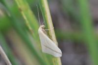 Rhodometra sacraria
