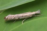 Agriphila geniculea