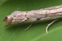 Agriphila geniculea