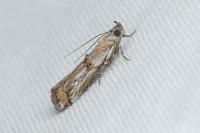 Asalebria florella
