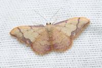Idaea ostrinaria