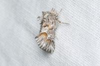 Amephana aurita