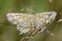 Scopula immorata