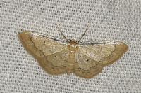 Idaea politaria