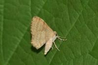 Euchoeca nebulata