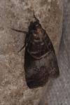 Acrobasis advenella