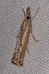 Agriphila