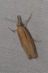 Agriphila tristella